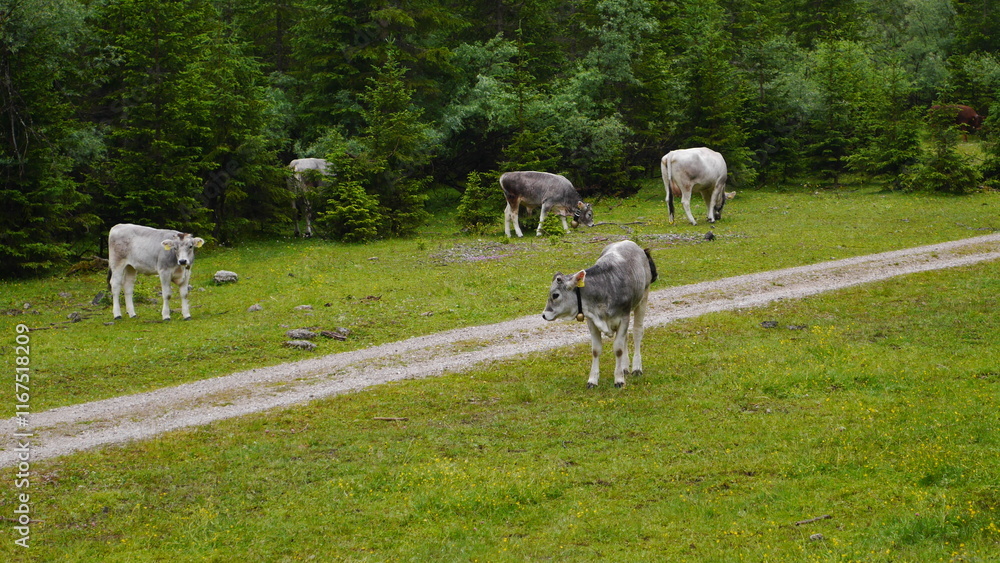 Fototapeta premium Karwendel