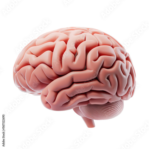 A 3D render of a cartoon style brain with a minimalist style. The brain is isolated on a transparent background.