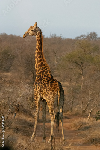 Sticker Giraffe in Greater Kruger