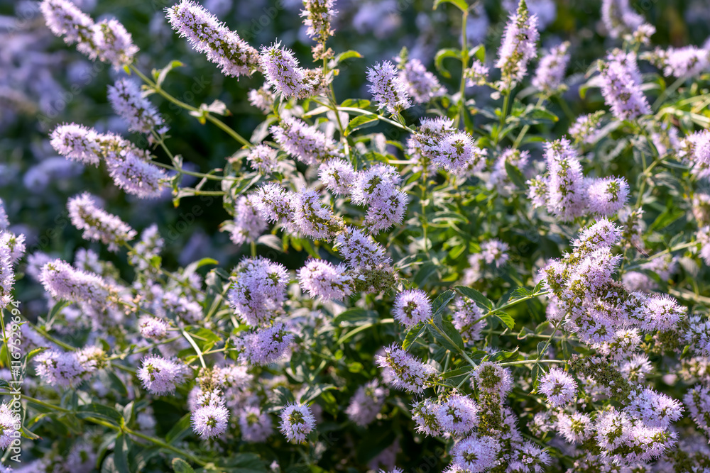 Obraz premium Mint in full bloom. Mint flowers