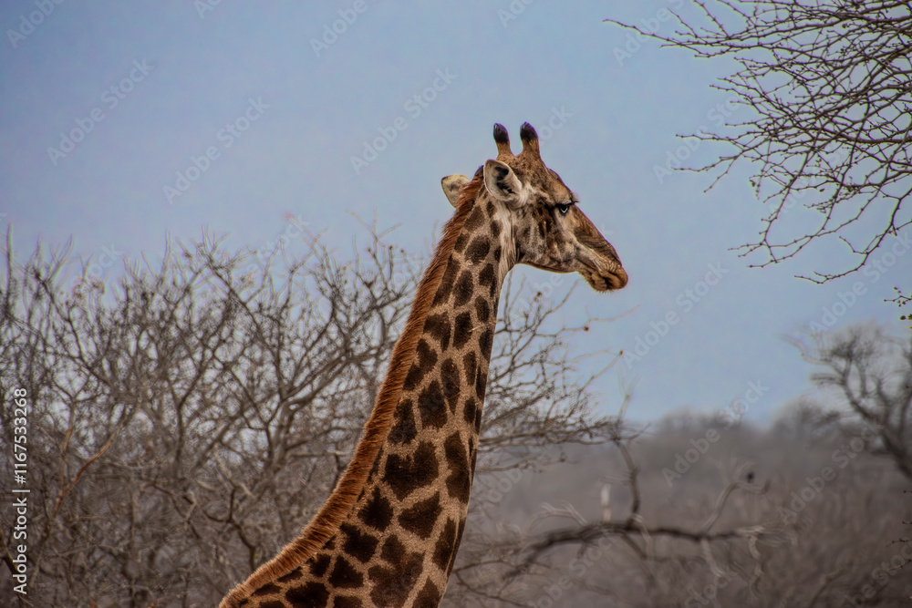 Obraz premium Giraffes in Greater Kruger, South Africa