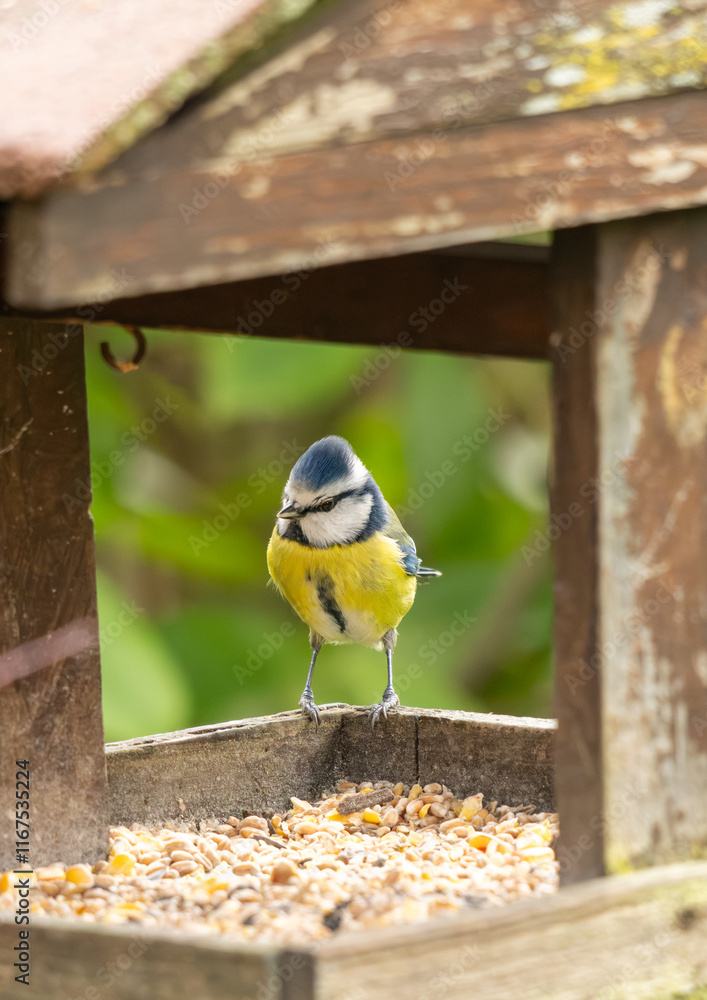 Naklejka premium portrait d'une très belle mésange bleue, très lumineuse, arrivant sur la mangeoire remplie de graines pour les oiseaux en hiver