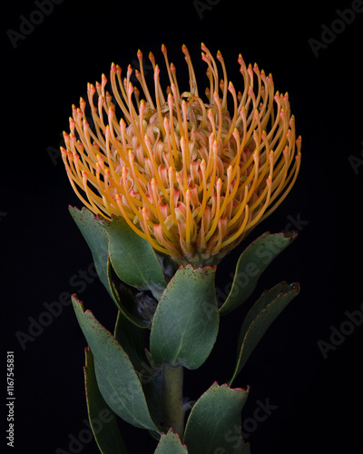 Pincushion Protea Flower and Leaves