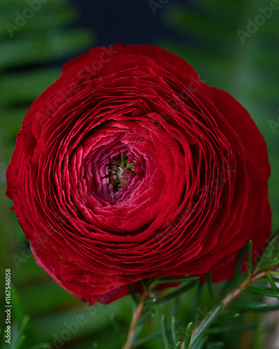 Red Ranunculus Flower Closeup