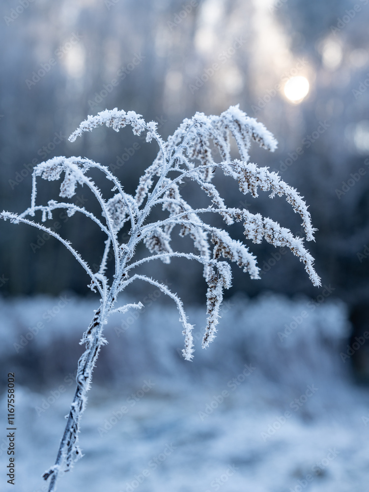 Frost-Kissed Grasses In A Serene Winter Landscape: A Delicate Dance Of Ice And Nature In Soft Morning Light Frost-Kissed Grasses In A Serene Winter Landscape: A Delicate Dance Of Ice And Nature In Soft Morning Light