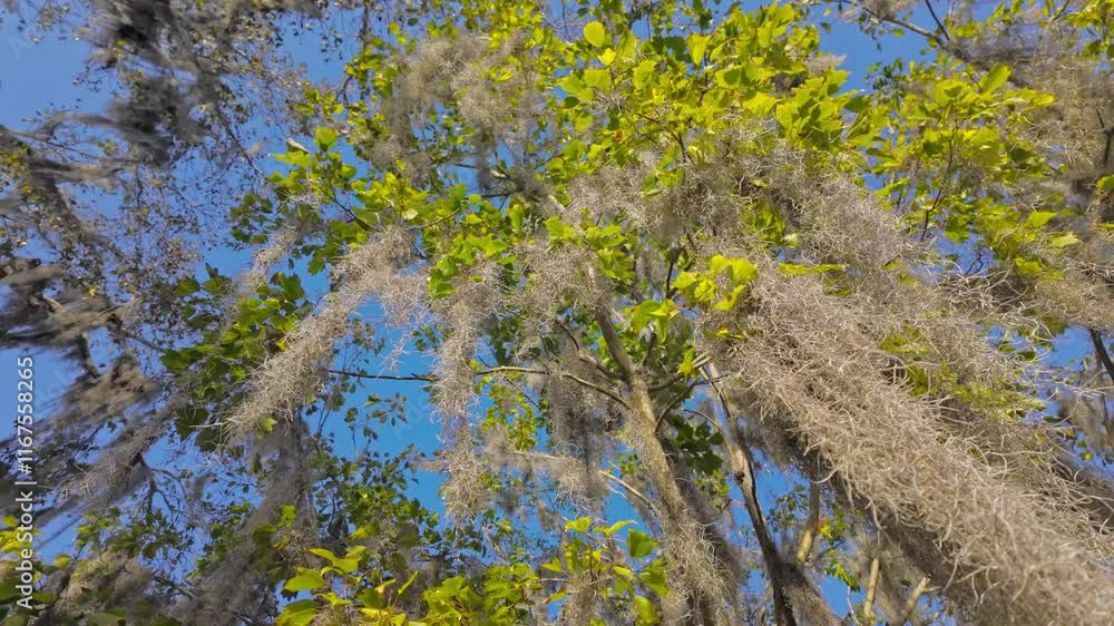 Southern Live Oak trees against blue sky - travel photography