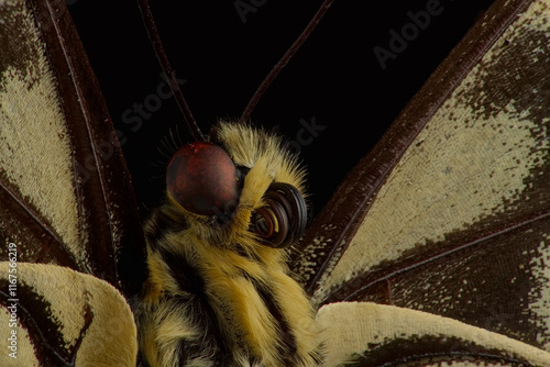 Old world swallowtail butterfly, head image with eye and tonque macro