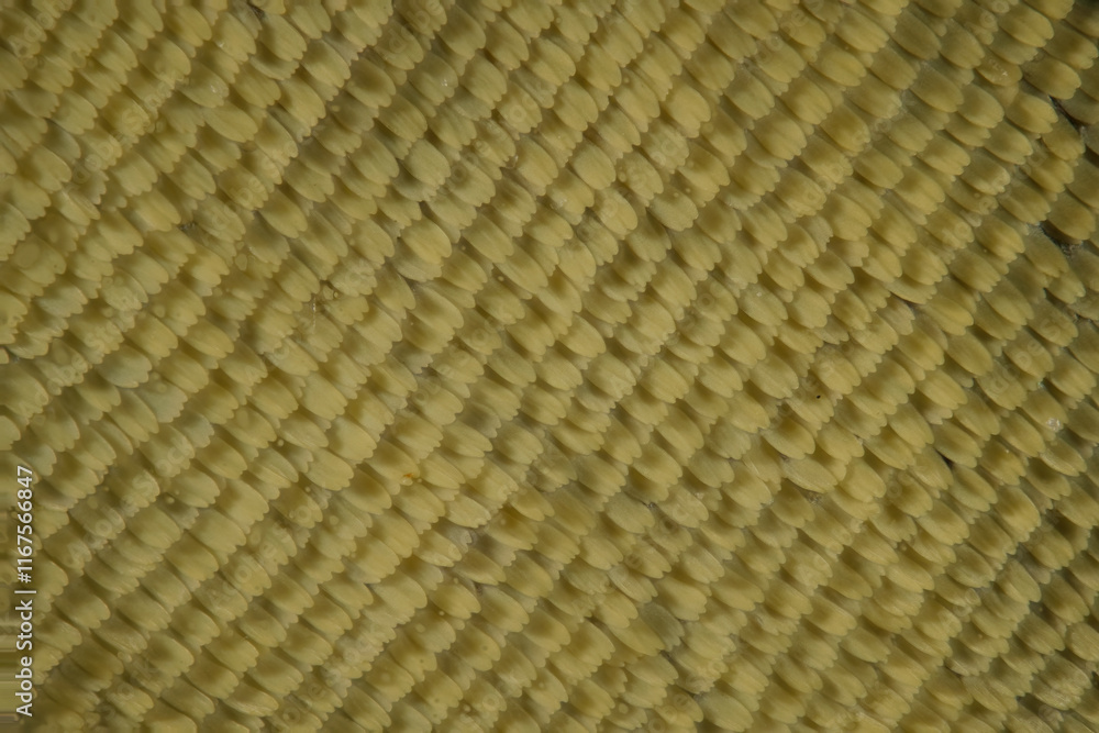 Old world swallowtail butterfly, outer wing scales 12:1 microphotograph Old world swallowtail butterfly, outer wing scales 12:1 microphotograph
