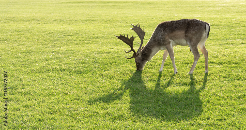 Naklejka premium A deer is grazing on the grass in a field. Concept of tranquility and peacefulness, as the deer calmly feeds on the lush green grass