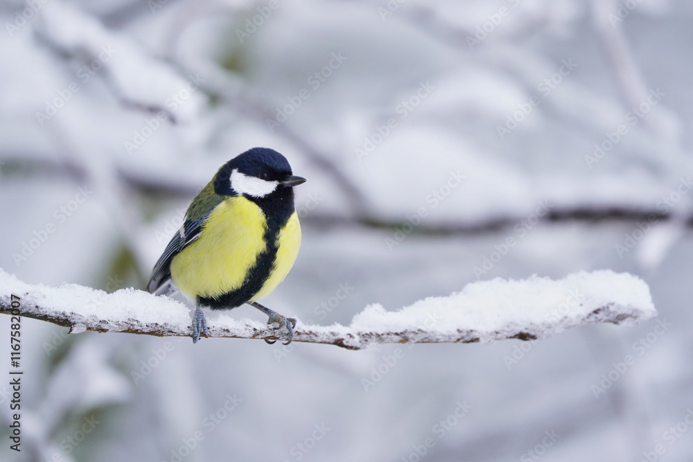 Fototapeta premium A cute great tit sits on snowy branch. Parus major. Winter scene with a titmouse.