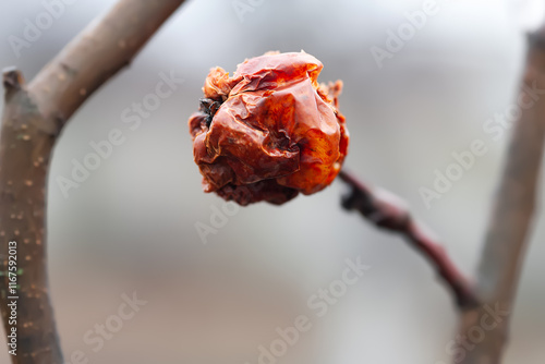 Dry apple. Wet wilted apple in cloudy weather. Selective focus