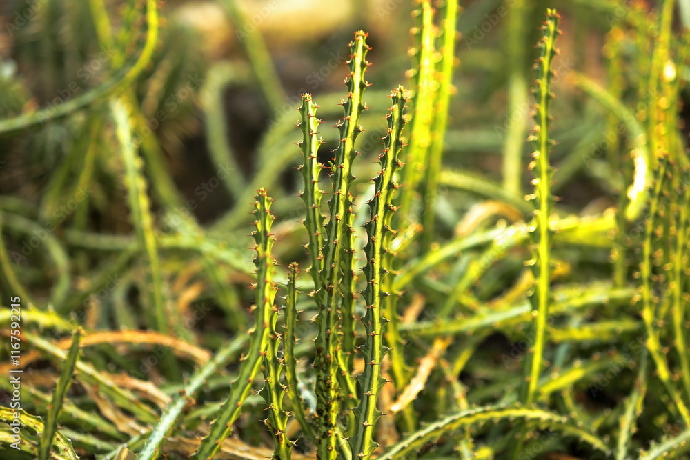 Fototapeta premium Reaching for Life