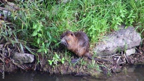 Muskrat sitting on the shore and eating grass, Ondatra zibethicus