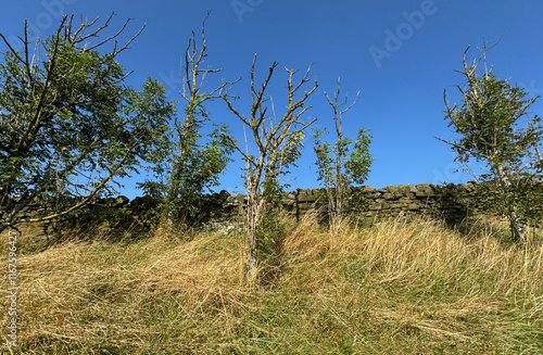 Leafless trees stand among tall grass in front of an old stone wall under a blue sky. The dry grass and sparse foliage suggest a late summer or early autumn landscape near, Park Lane, Cowling, UK photo