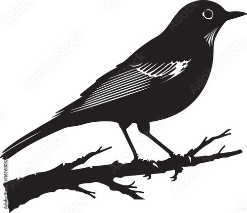  American Robin bird silhouette vector art illustration. American robin bird species vector design. photo