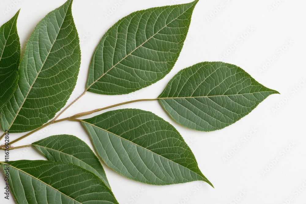 Obraz premium 新鮮な緑の葉が白い背景に並んでいる様子