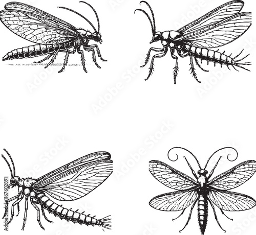 Detailed Illustrations of Various Insects