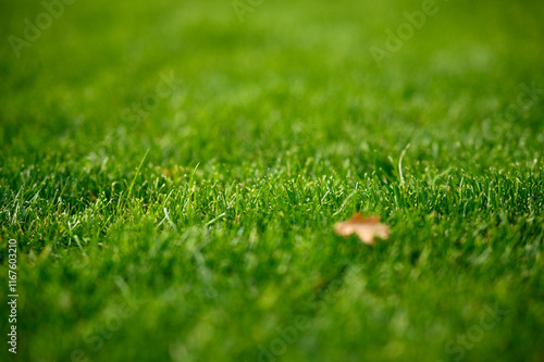 Green, short, trimmed lawn