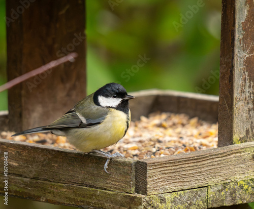 portrait d'une très jolie mésange noire, rare, oiseau rare et migrateur, juchée sur la mangeoire pleine de graines pour les oiseau en hiver photo