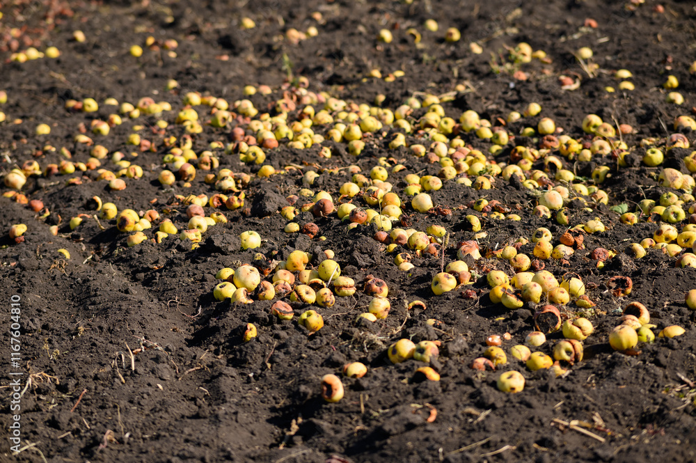 Obraz premium Fallen apples lie on the ground