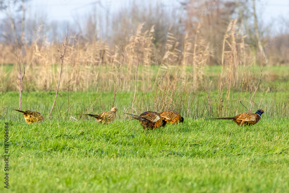Fototapeta premium Male and female in larger composite group during the winter period Pheasants, Phasianus colchicus, foraging in grassland in the light of the rising sun and showing its full winter color splendor
