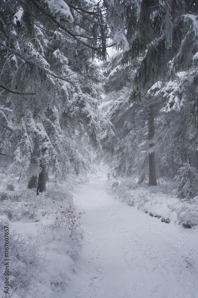 snowy road in the forest snowy road in the forest