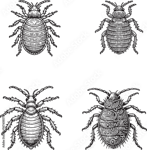 Detailed Illustrations of Various Insects