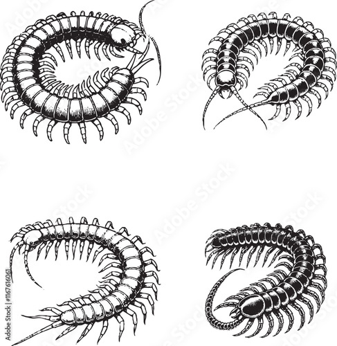Detailed Illustrations of Centipedes
