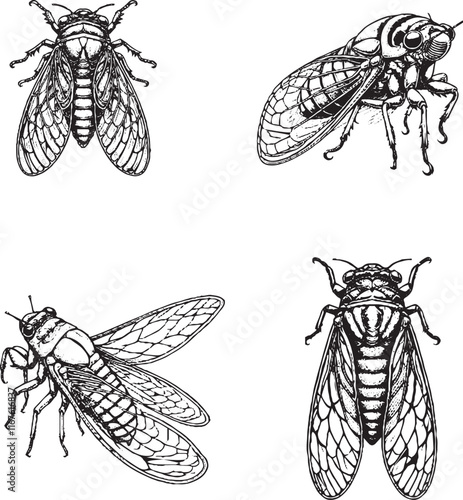 Detailed Illustrations of Cicadas