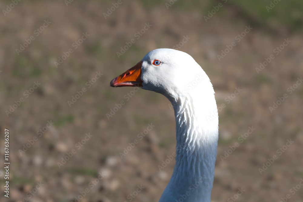 Fototapeta premium Oca observando