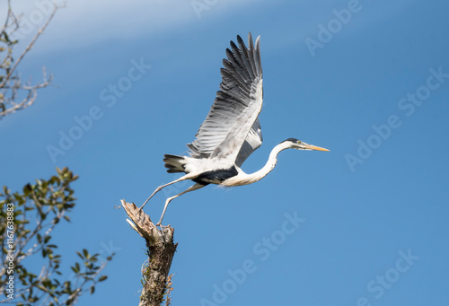 Cocoi Heron photo