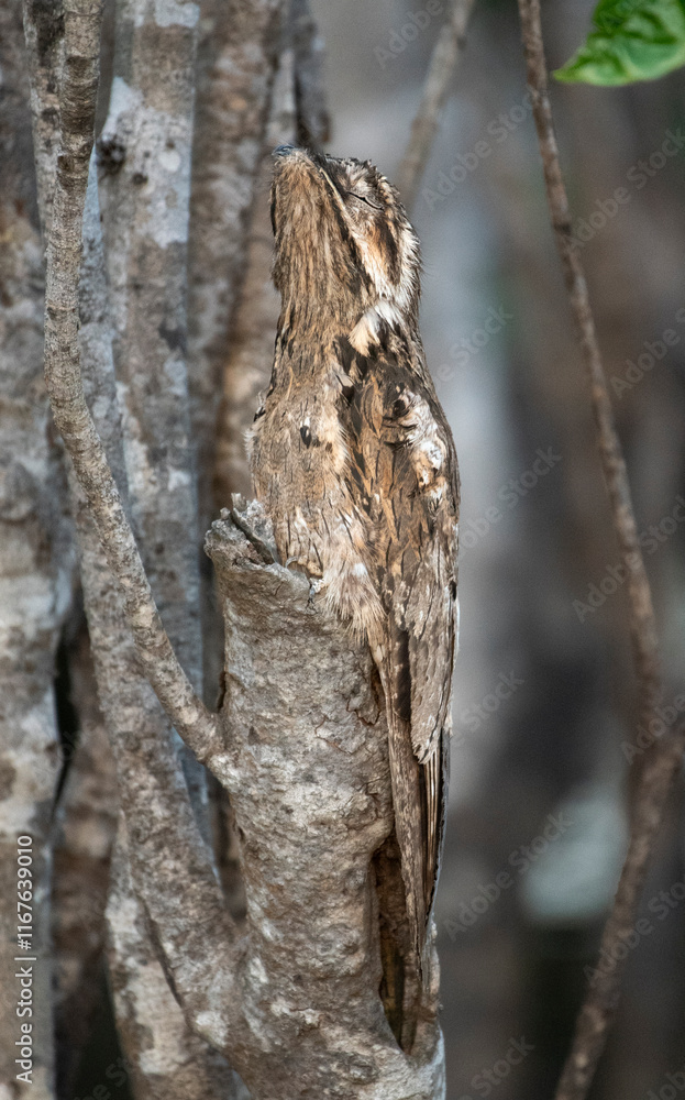 Common Potoo Common Potoo