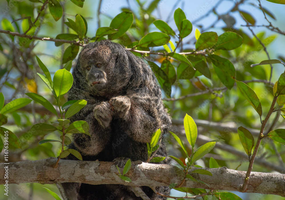 Fototapeta premium Miller's Saki