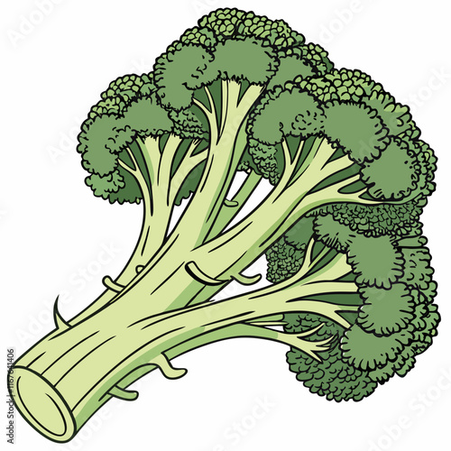 broccoli isolated on white background