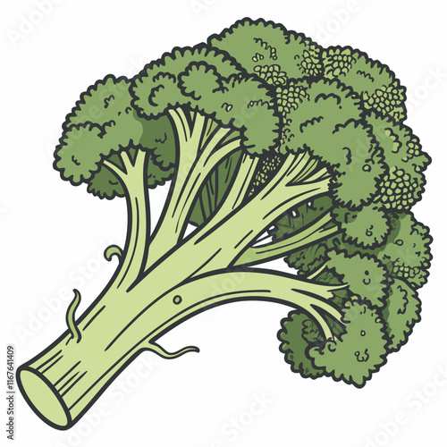 broccoli isolated on white background