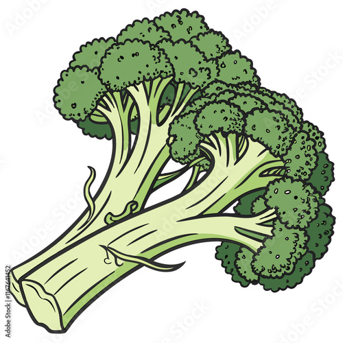 broccoli isolated on white background