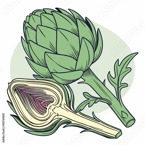 artichoke isolated on vector