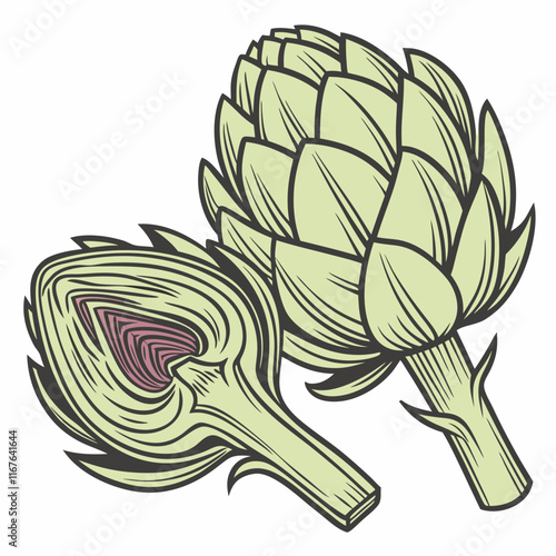 hand drawn illustration of artichoke