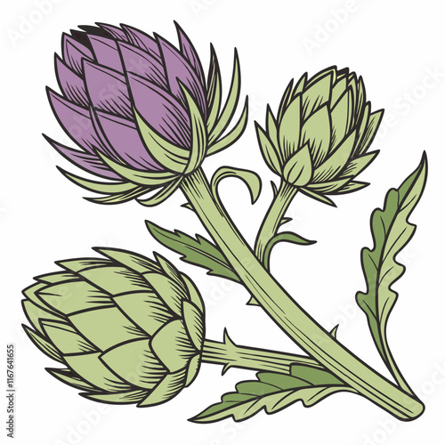 artichoke isolated on vector