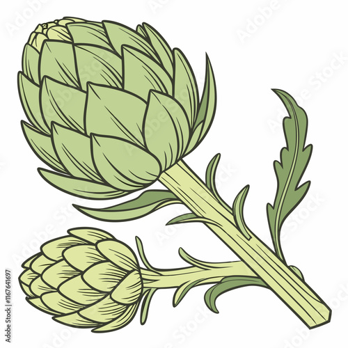 artichoke isolated on vector