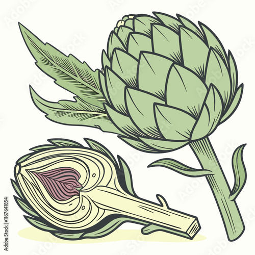artichoke isolated on vector
