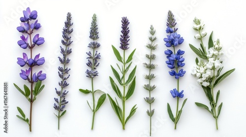 Beautiful lavender flowers arranged gracefully on a white surface showcasing ...