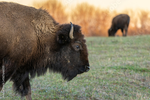 close up of an American Bison in a prairie field