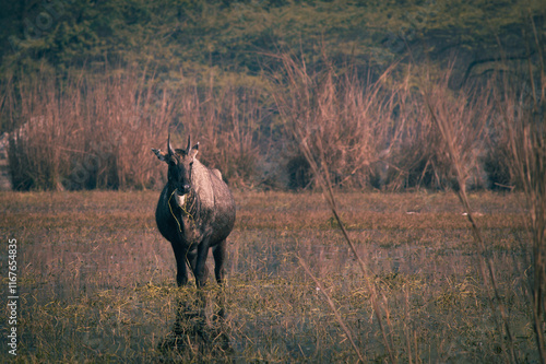 Nilgai photo