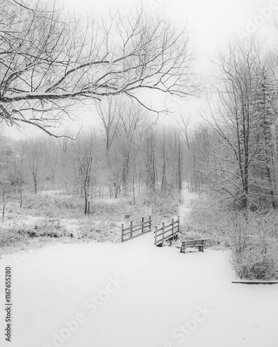 Peaceful Winter Scene