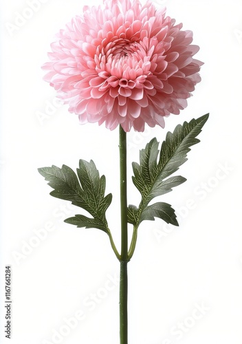 Frost-covered pink flower standing tall on green stem accentuated by delicate...