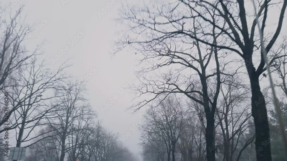 Serene Winter Landscape Bare Trees Silhouetted Under a Dark Cloudy Sky, Captured in Stunning 4K Resolution Serene Winter Landscape Bare Trees Silhouetted Under a Dark Cloudy Sky, Captured in Stunning 4K Resolution