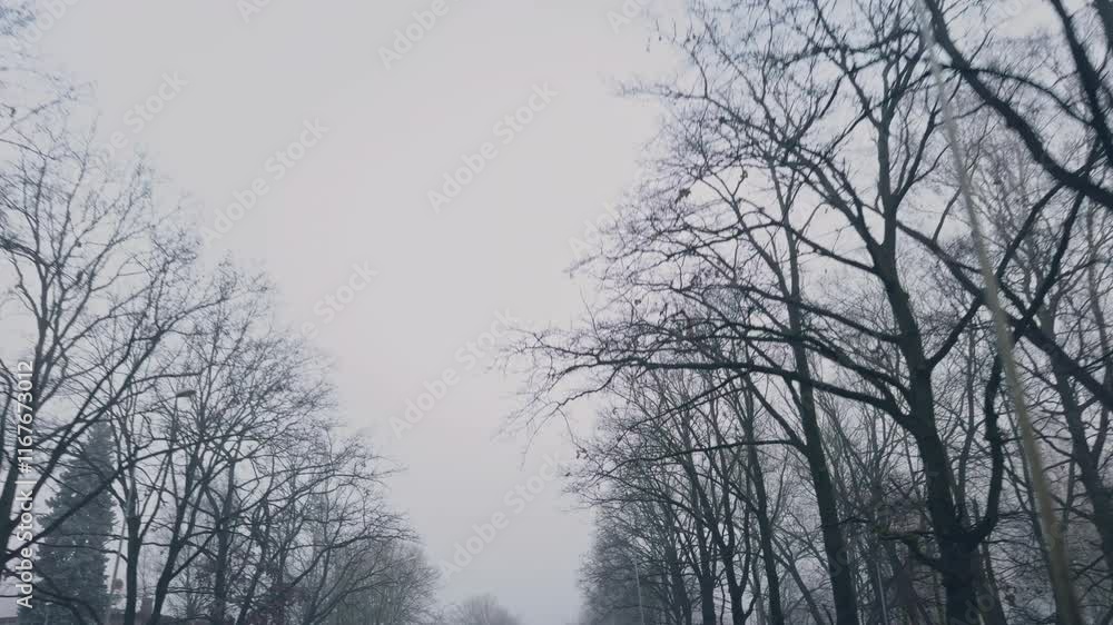 A Scenic Winter Road Winding Through Bare Trees Surrounded by Foggy Weather Serene 4K Nature Footage A Scenic Winter Road Winding Through Bare Trees Surrounded by Foggy Weather Serene 4K Nature Footage