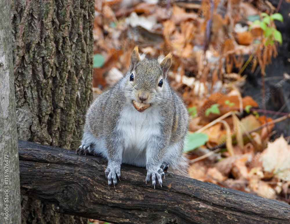 Squirrel - Cute Animal Wildlife - North American Tree Squirrels Squirrel - Cute Animal Wildlife - North American Tree Squirrels