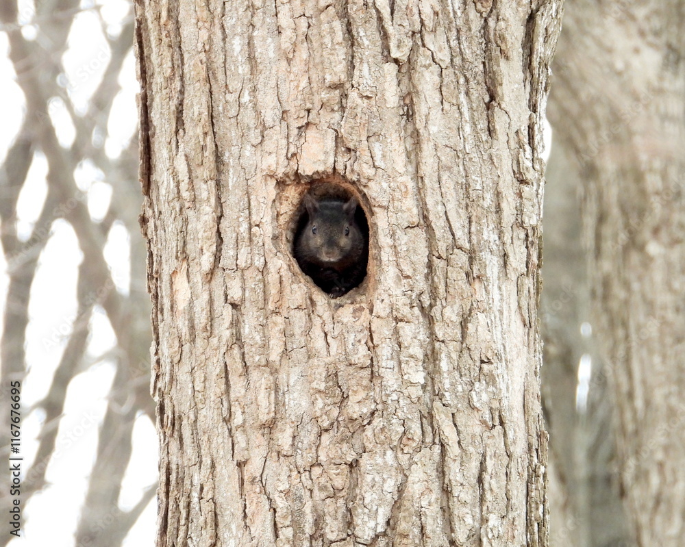 Squirrel In a Tree Hole - Cute Animal Wildlife Squirrel In a Tree Hole - Cute Animal Wildlife
